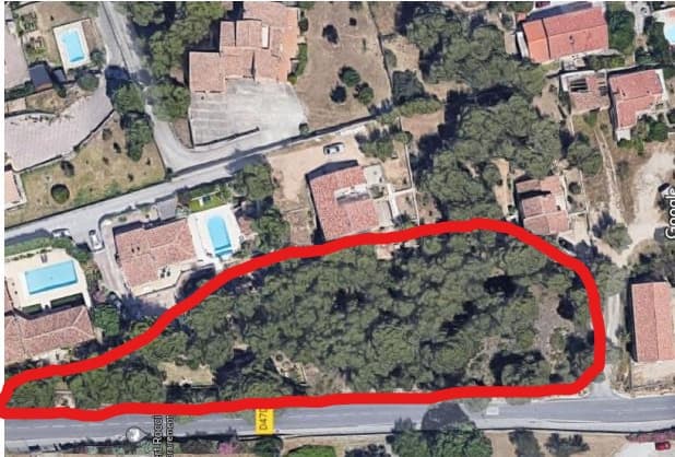 Pinède risquant d'être abattue pour la construction de logements